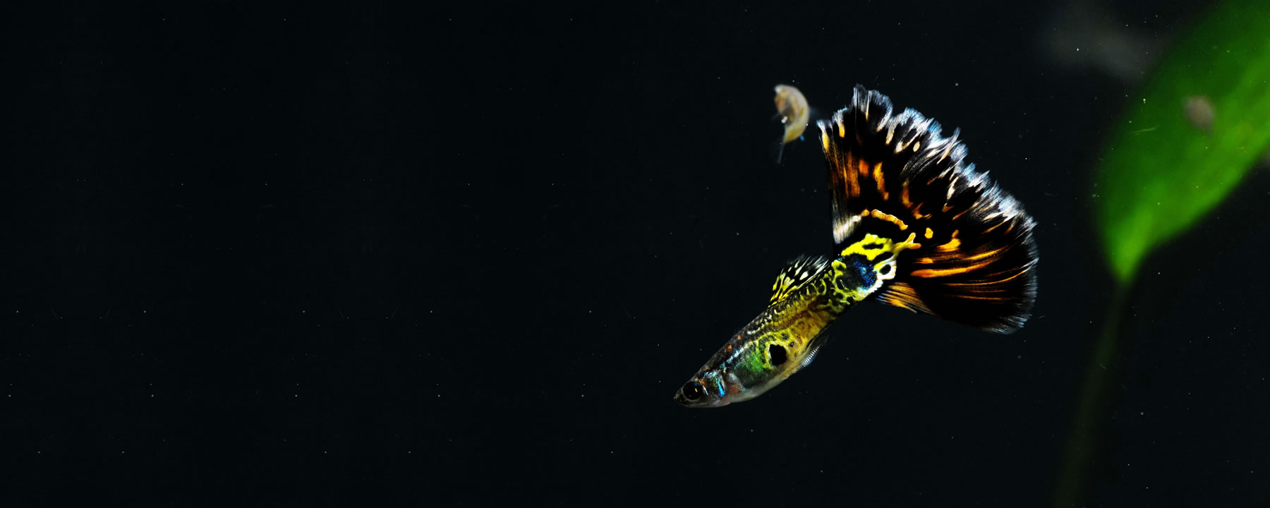 Guppy