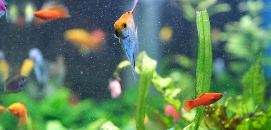 Plantas de casa que puedes tener en tu acuario