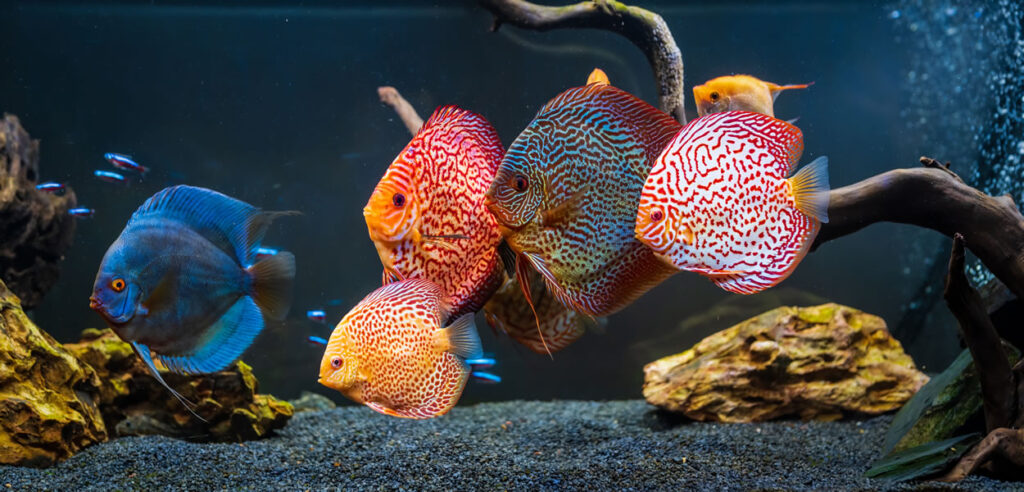 El sustrato en un acuario con plantas